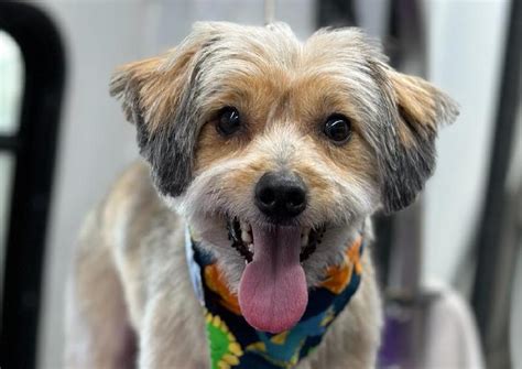 vet in berwick|Lucky Pet Animal Hospital .
